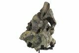 Fossil Sauropod Dorsal Vertebra with Metal Stand - Colorado #351327-2